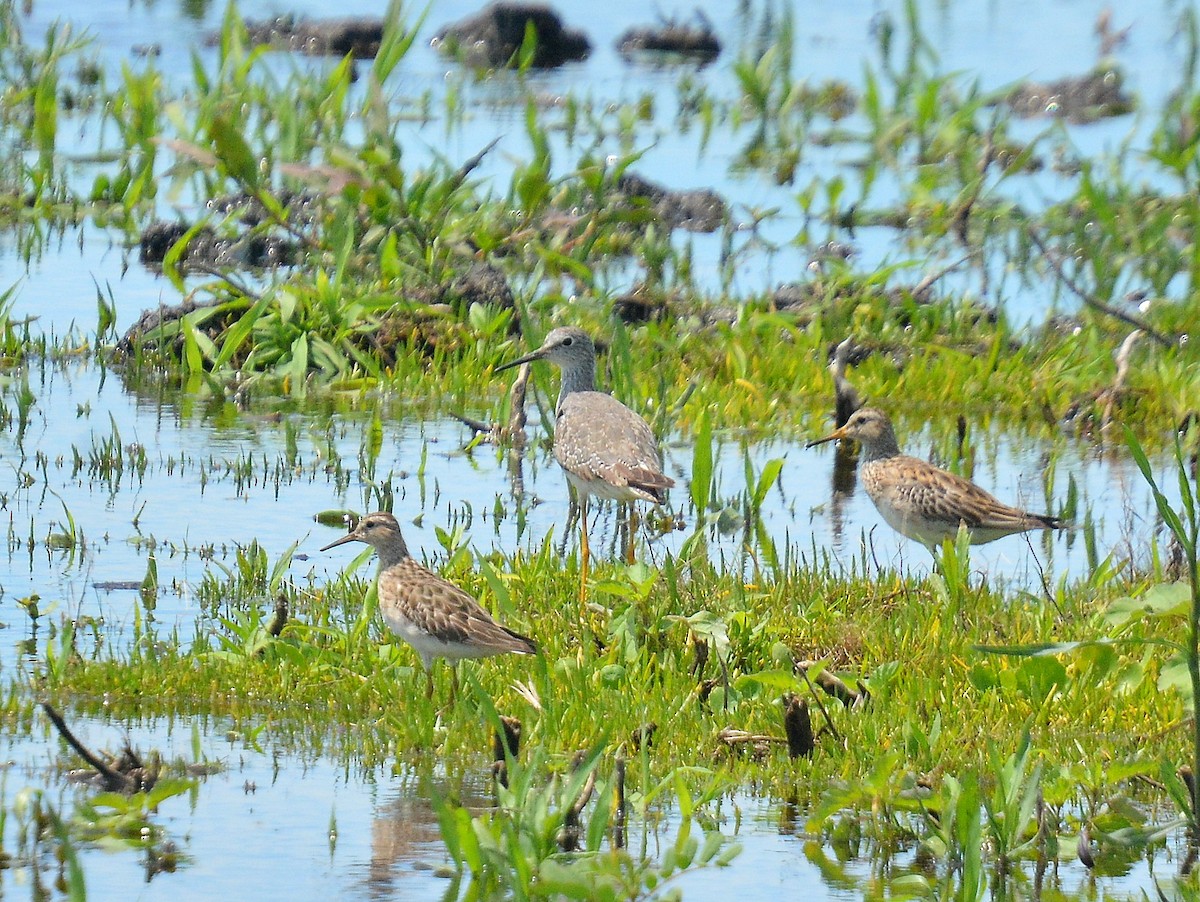 Çizgili Kumkuşu - ML645613107