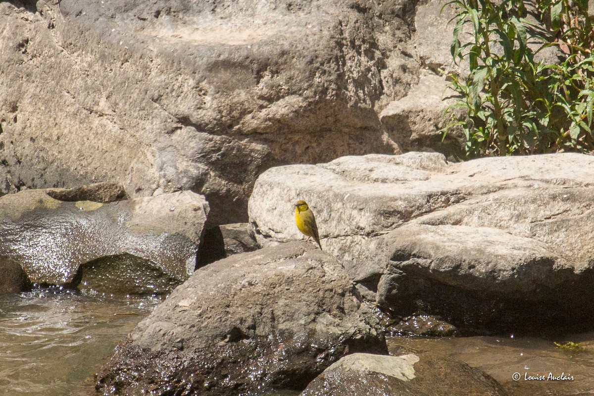 Greenish Yellow-Finch - ML645613110