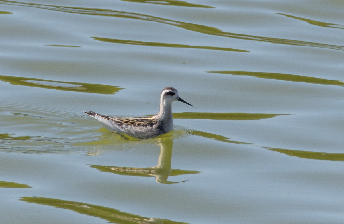 Red-necked Phalarope - ML645613114