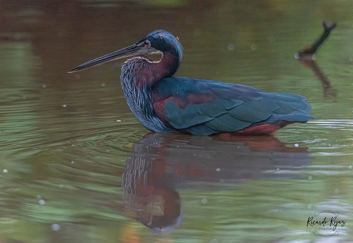 Agami Balıkçılı - ML645613118