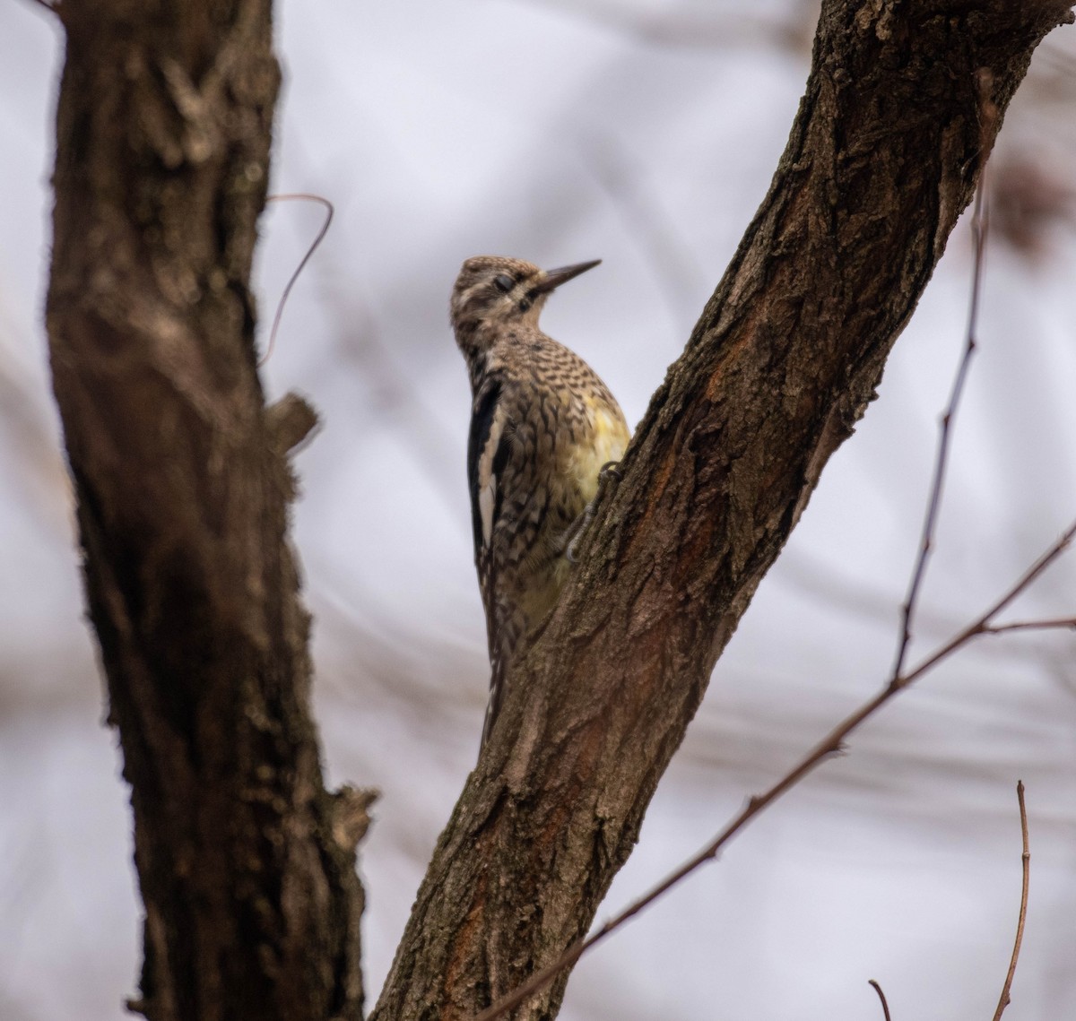 Yellow-bellied Sapsucker - ML645613119