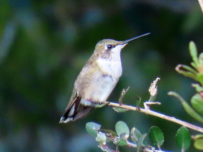 Ruby-throated Hummingbird - ML645613120