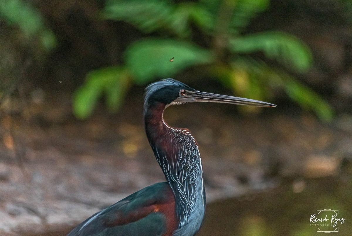 Agami Balıkçılı - ML645613129