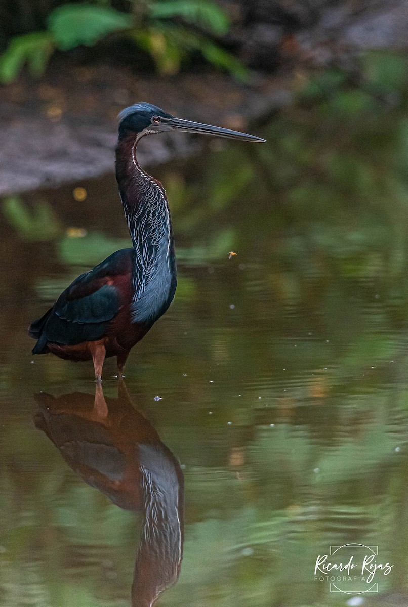 Agami Balıkçılı - ML645613130