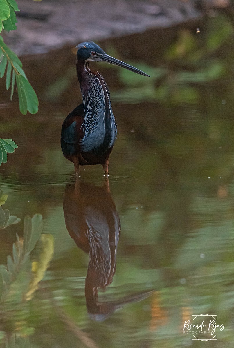 Agami Balıkçılı - ML645613131