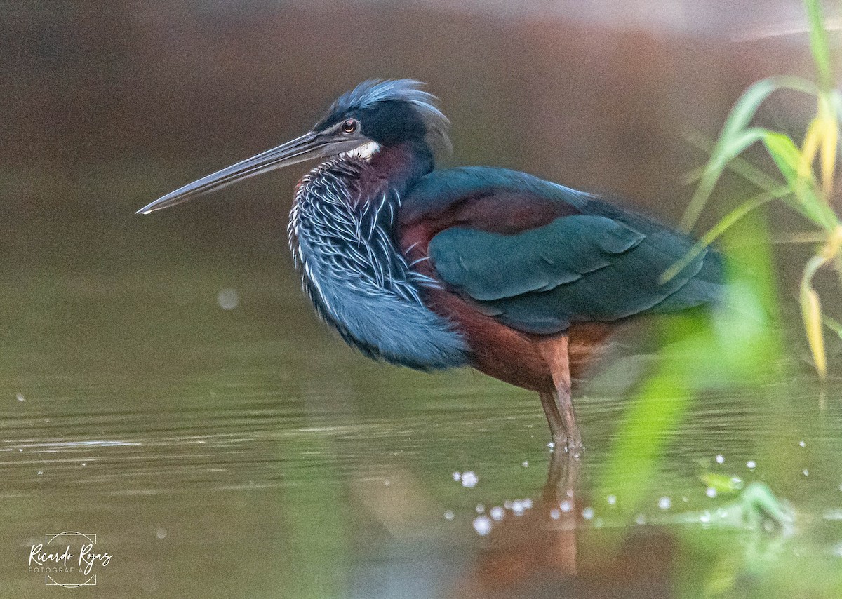 Agami Balıkçılı - ML645613132