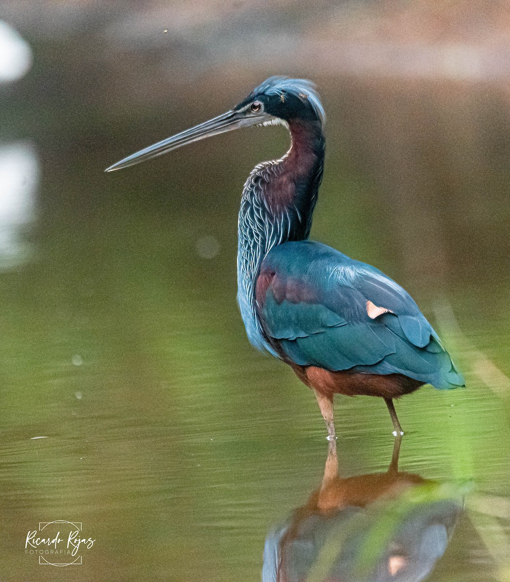 Agami Balıkçılı - ML645613133