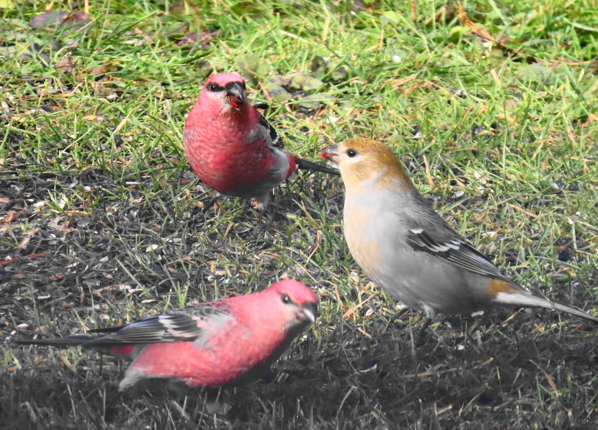 Pinu-gailupa - ML645613136