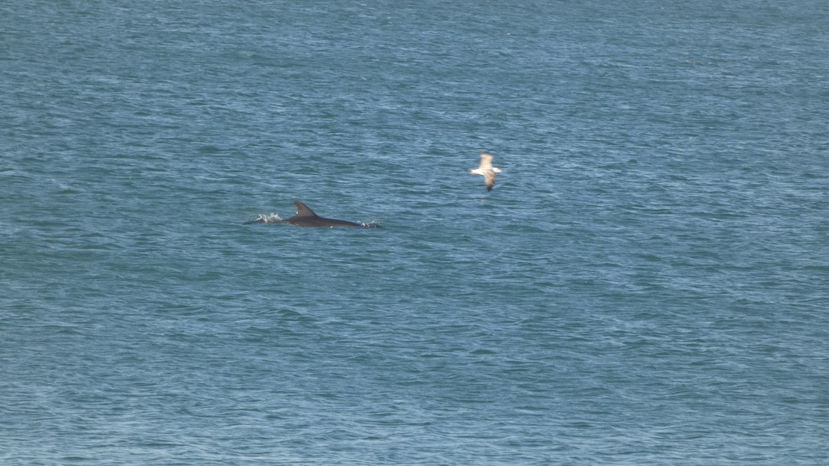 Mammals - ML645613145