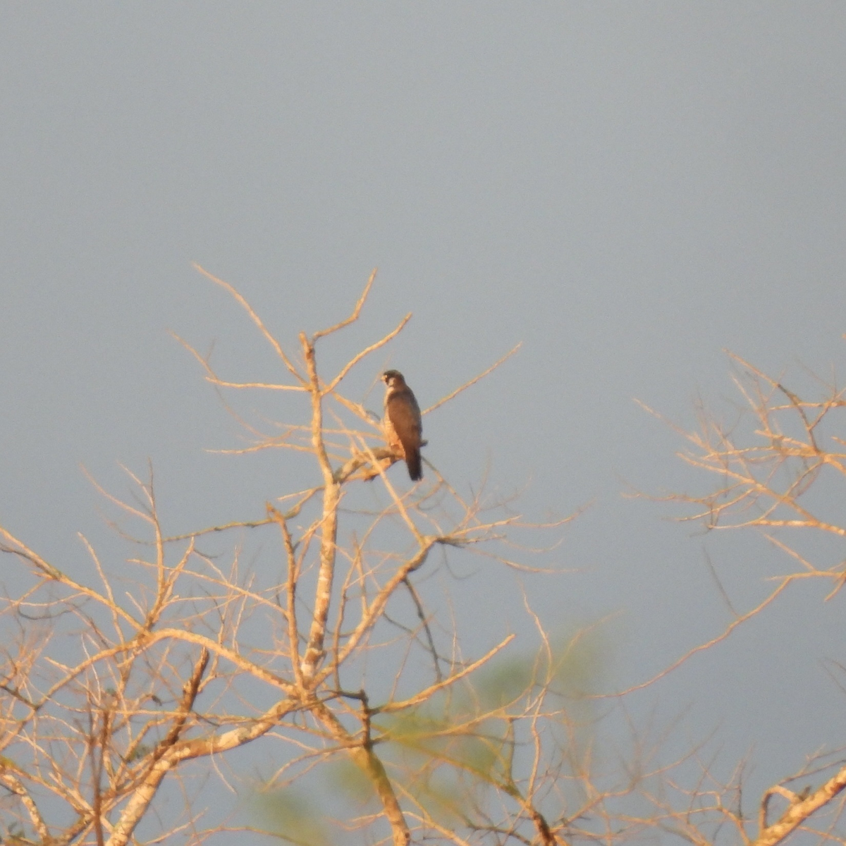 Peregrine Falcon - ML645613150