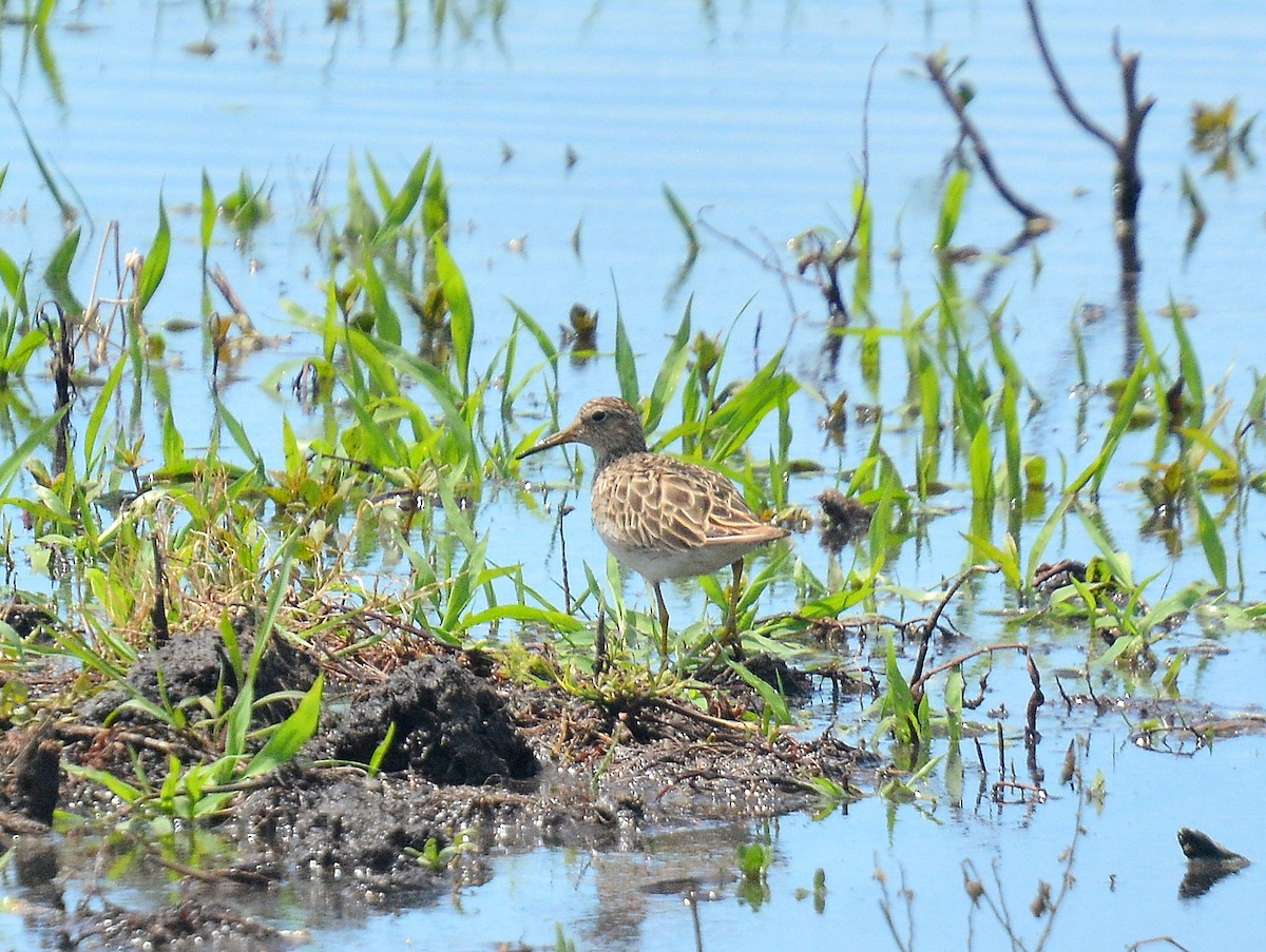 Çizgili Kumkuşu - ML645613151