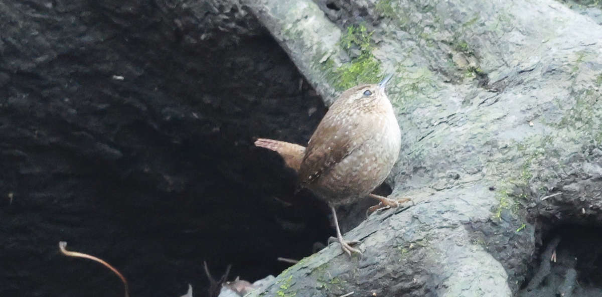 Winter Wren - ML645613155
