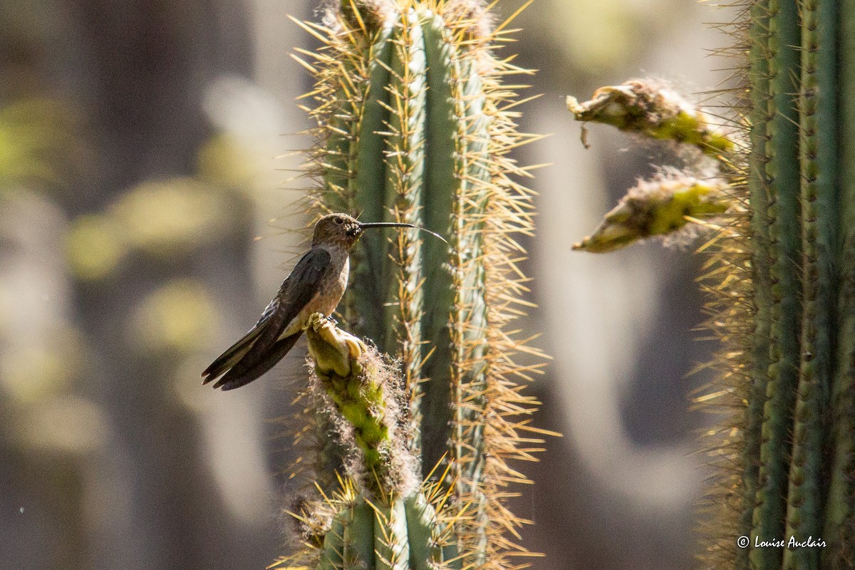 Giant Hummingbird - ML645613159