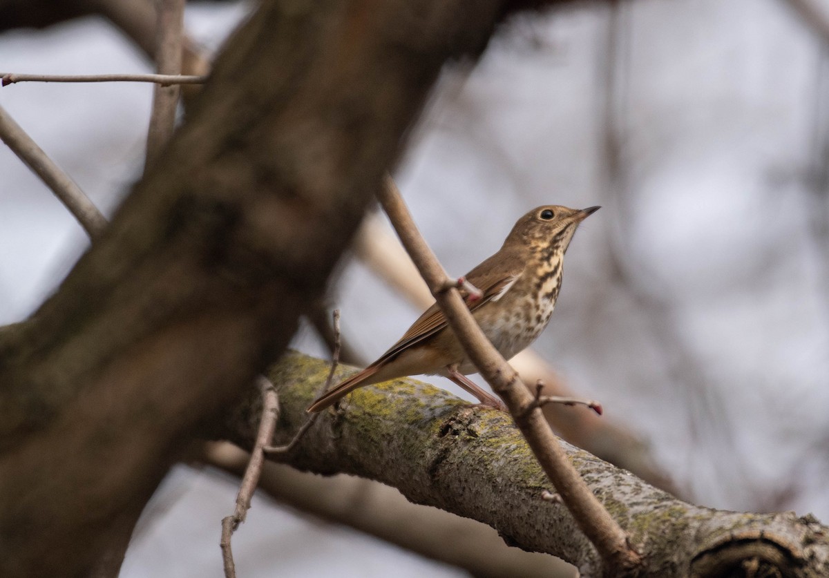 Hermit Thrush - ML645613172