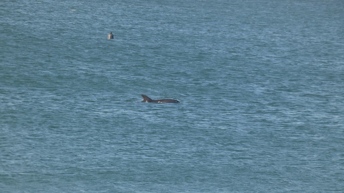 Mammals - ML645613175