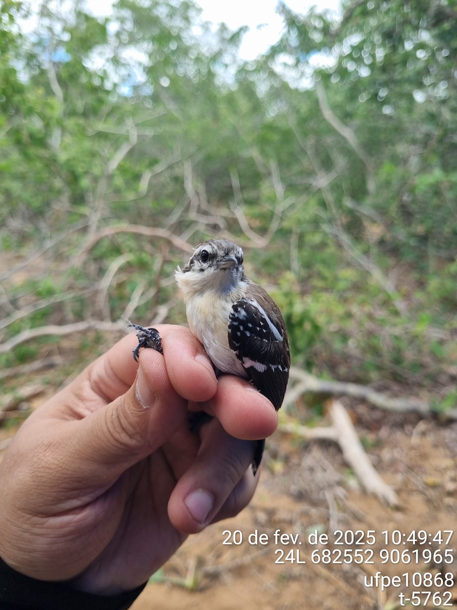Black-bellied Antwren - ML645613203