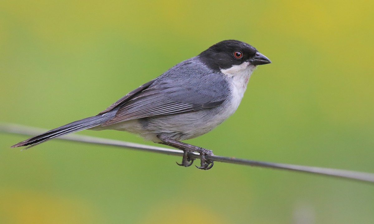 Black-capped Warbling Finch - ML645613213