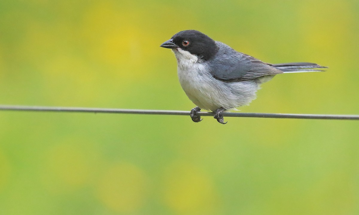 Black-capped Warbling Finch - ML645613214
