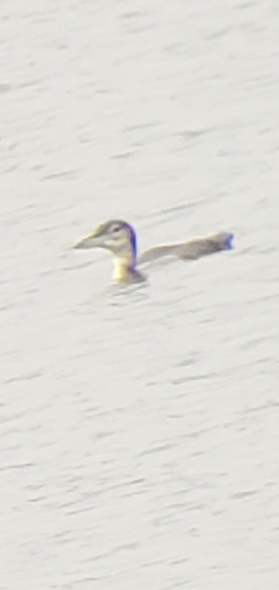 Common Loon - ML645613217