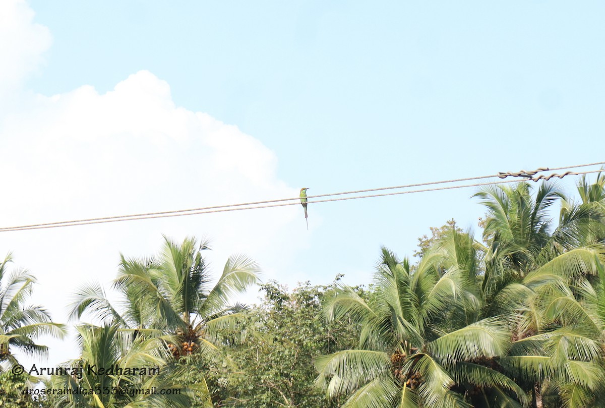 Asian Green Bee-eater - ML645613221