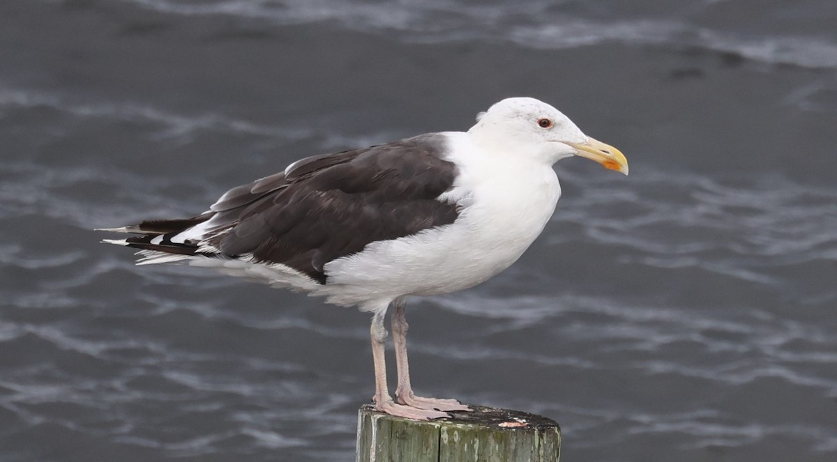 Great Black-backed Gull - ML645613225