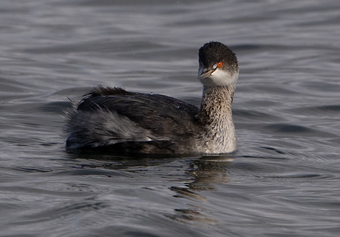 Schwarzhalstaucher - ML645613227