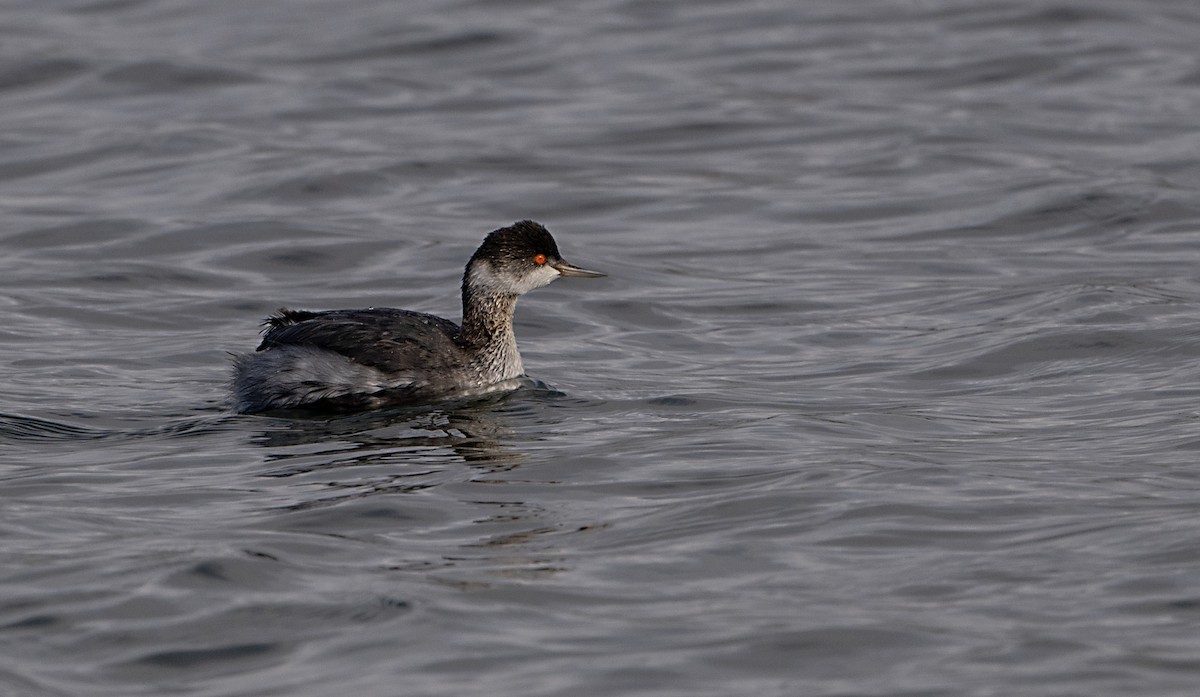 Schwarzhalstaucher - ML645613228