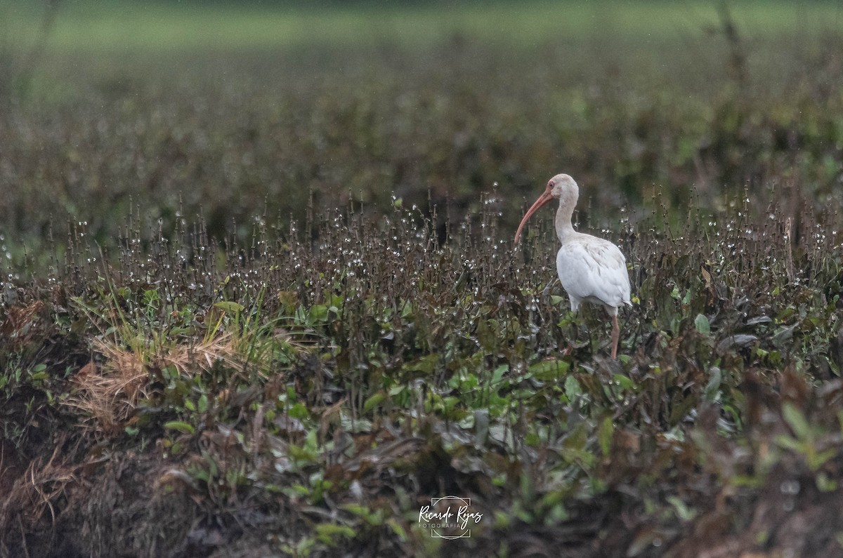 Белый ибис - ML645613229