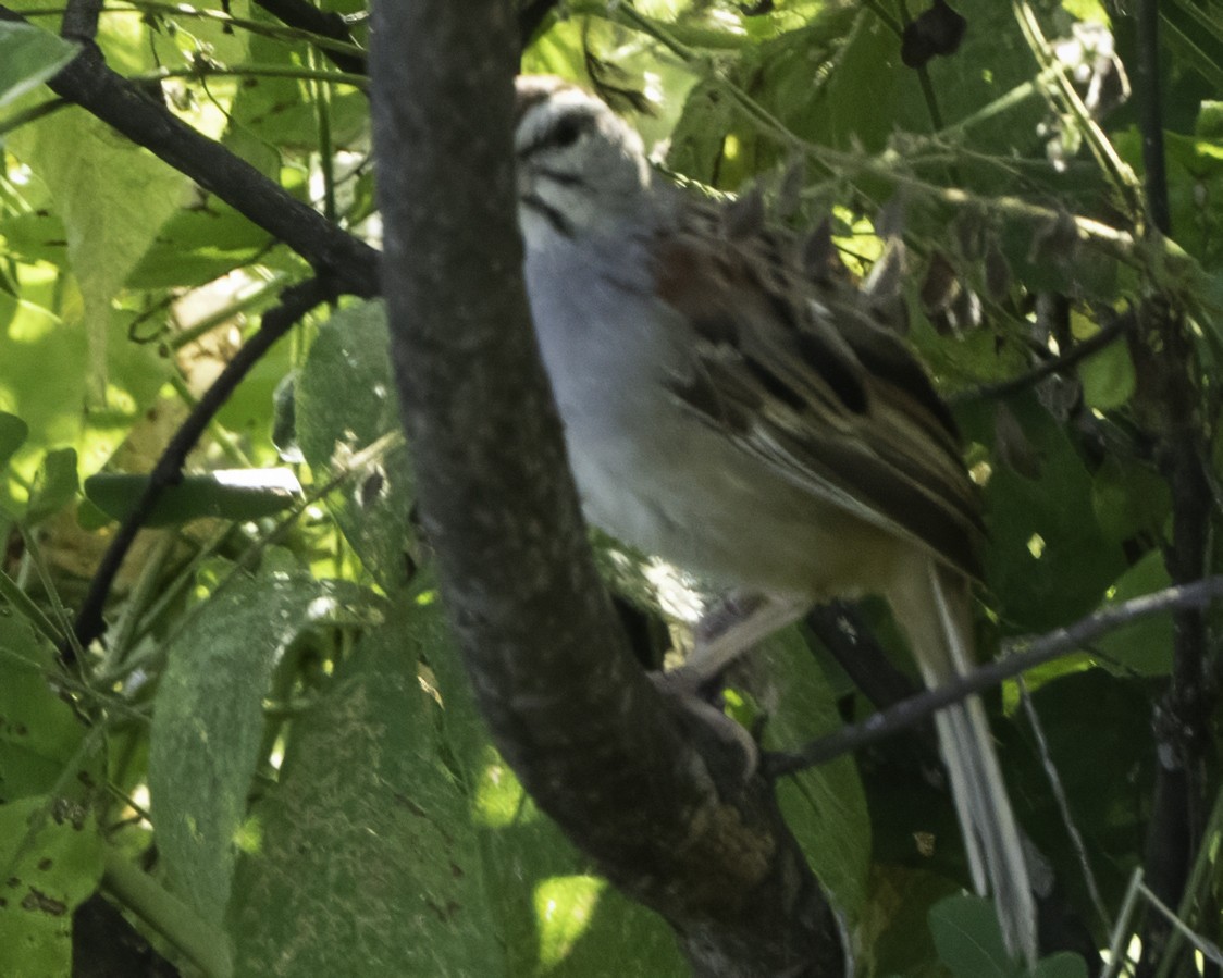 Kıstak Serçesi - ML645613232