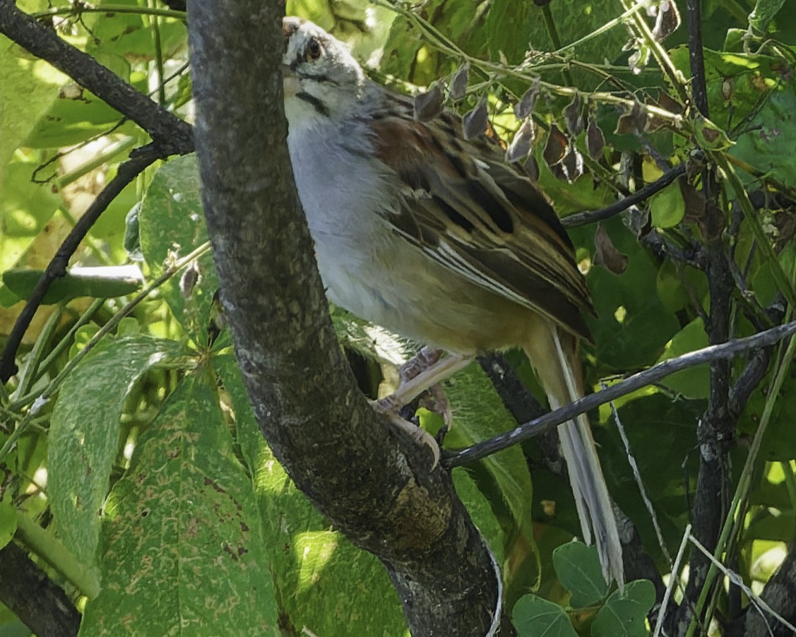 Kıstak Serçesi - ML645613233