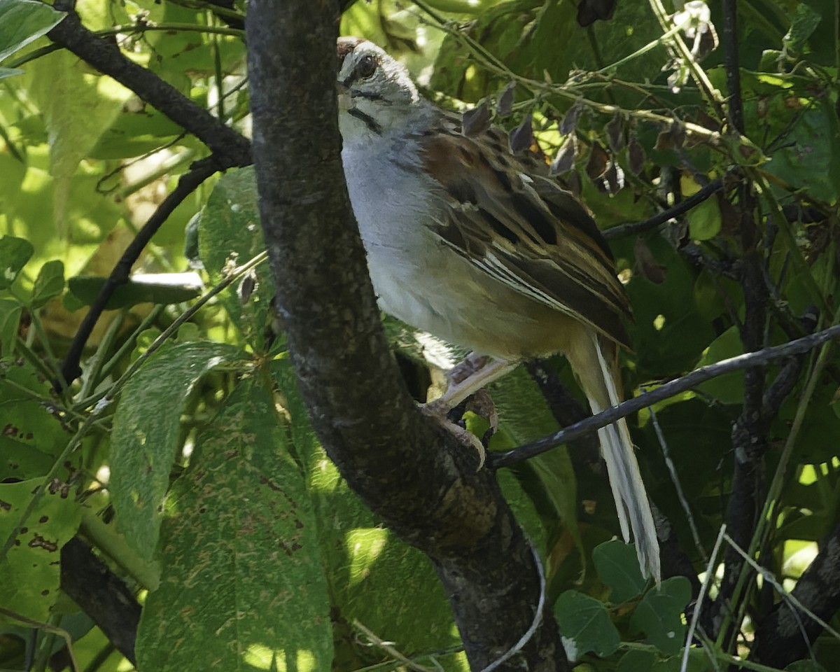 Kıstak Serçesi - ML645613234