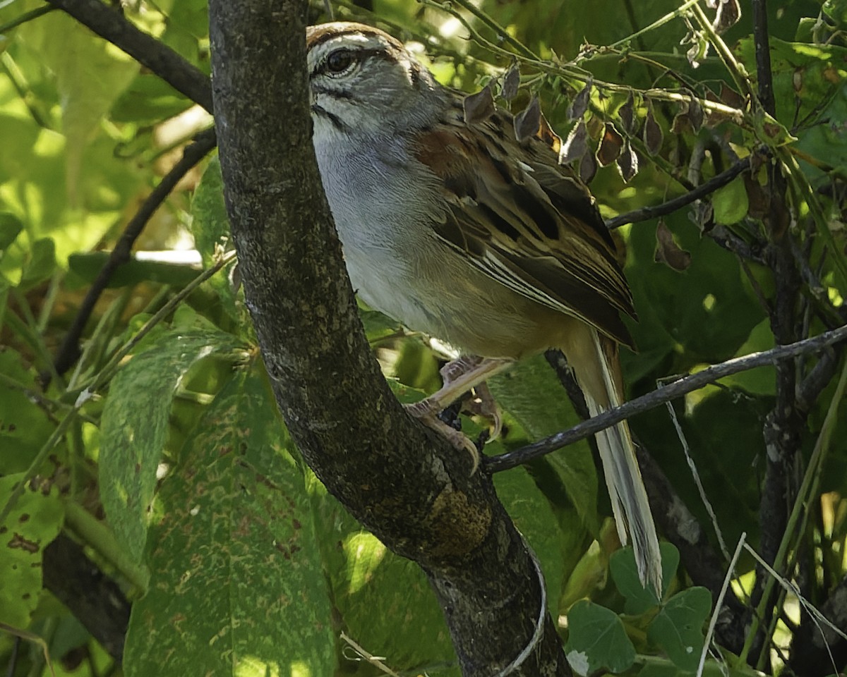 Kıstak Serçesi - ML645613235