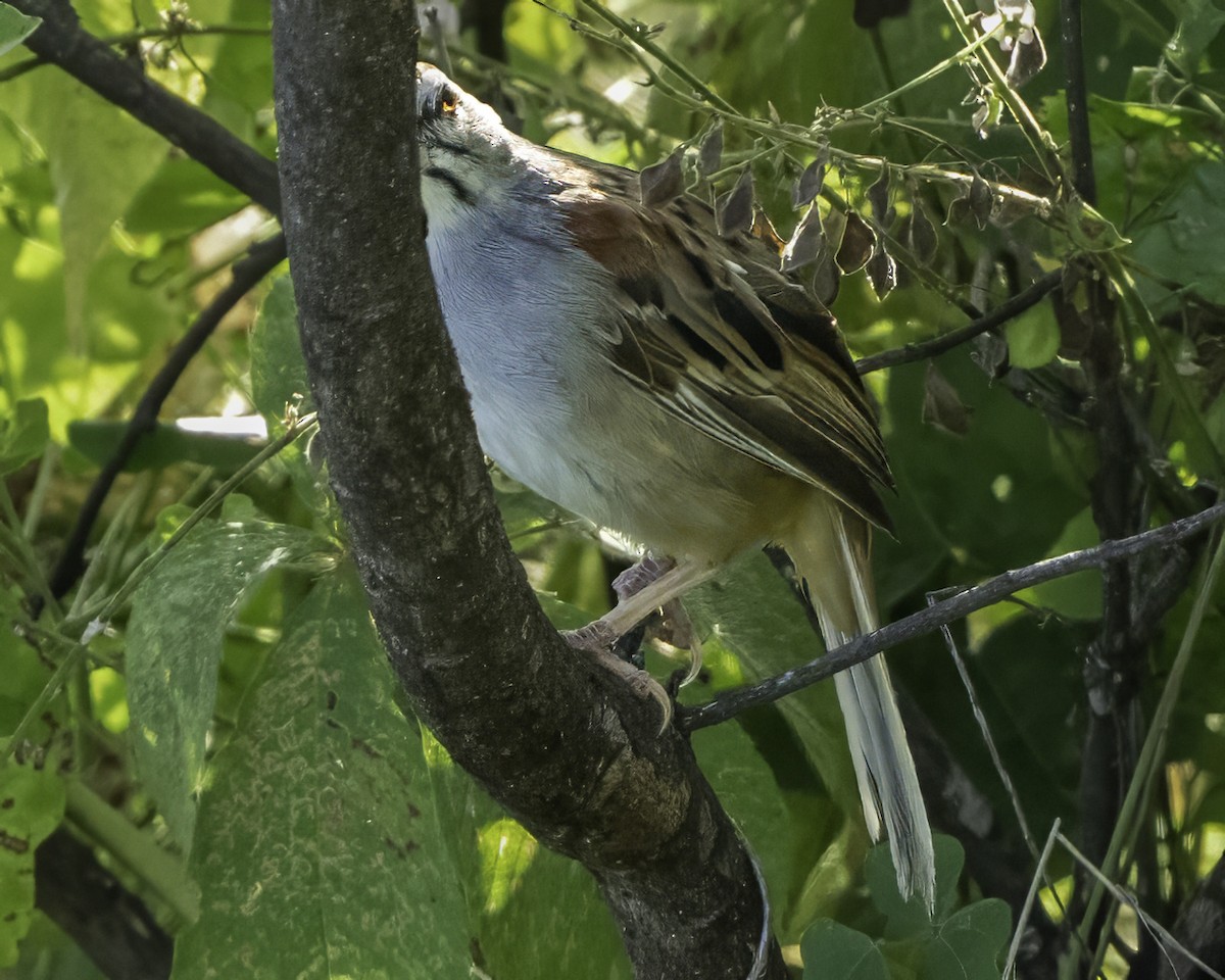 Kıstak Serçesi - ML645613236