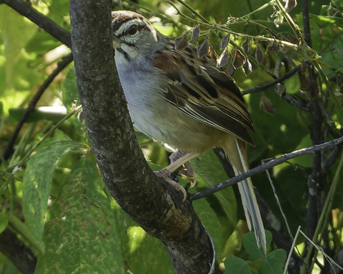 Kıstak Serçesi - ML645613237