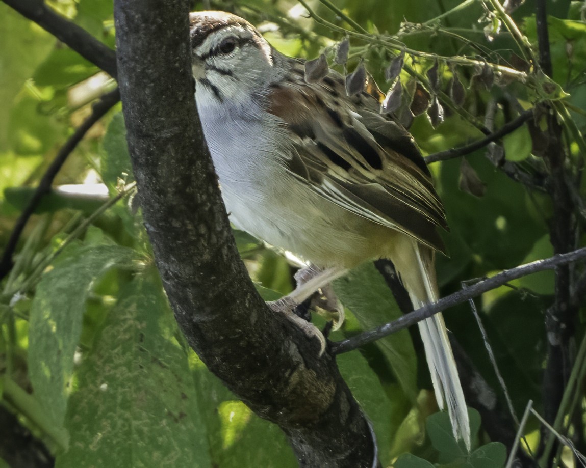 Kıstak Serçesi - ML645613238