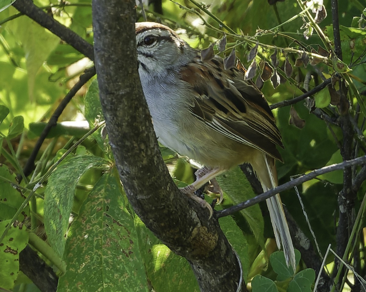 Kıstak Serçesi - ML645613239