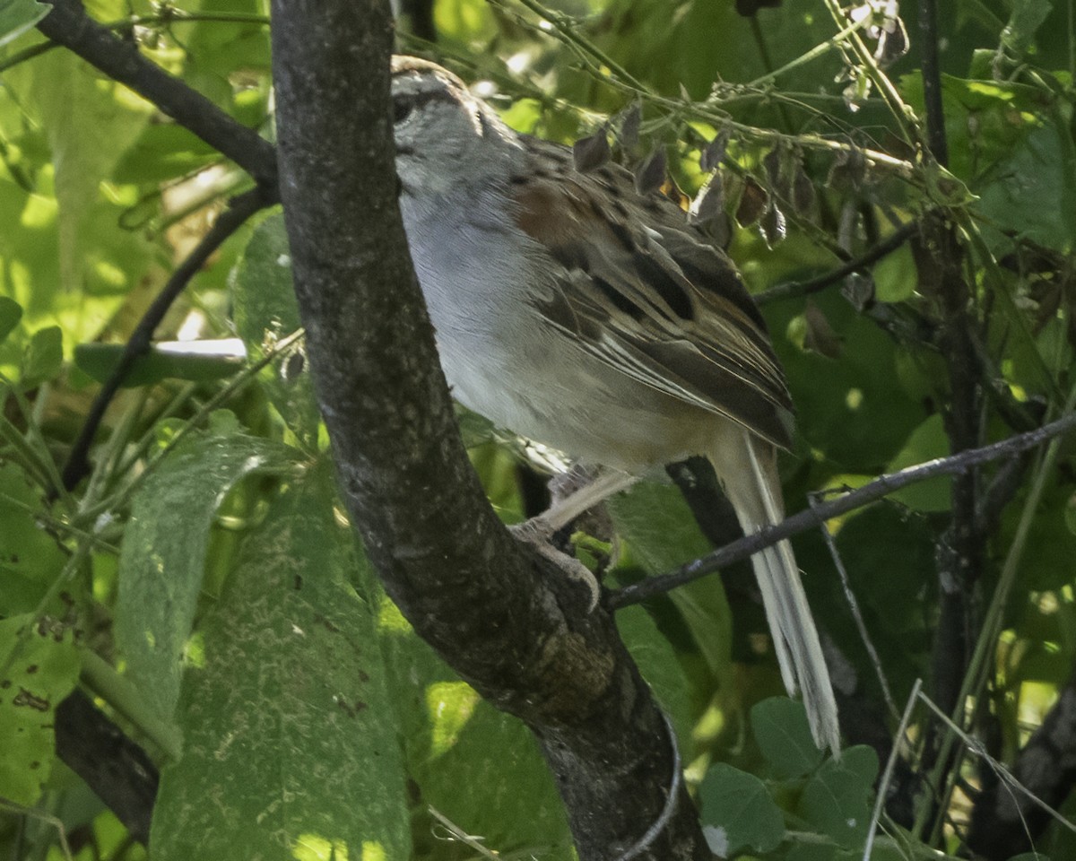 Kıstak Serçesi - ML645613240