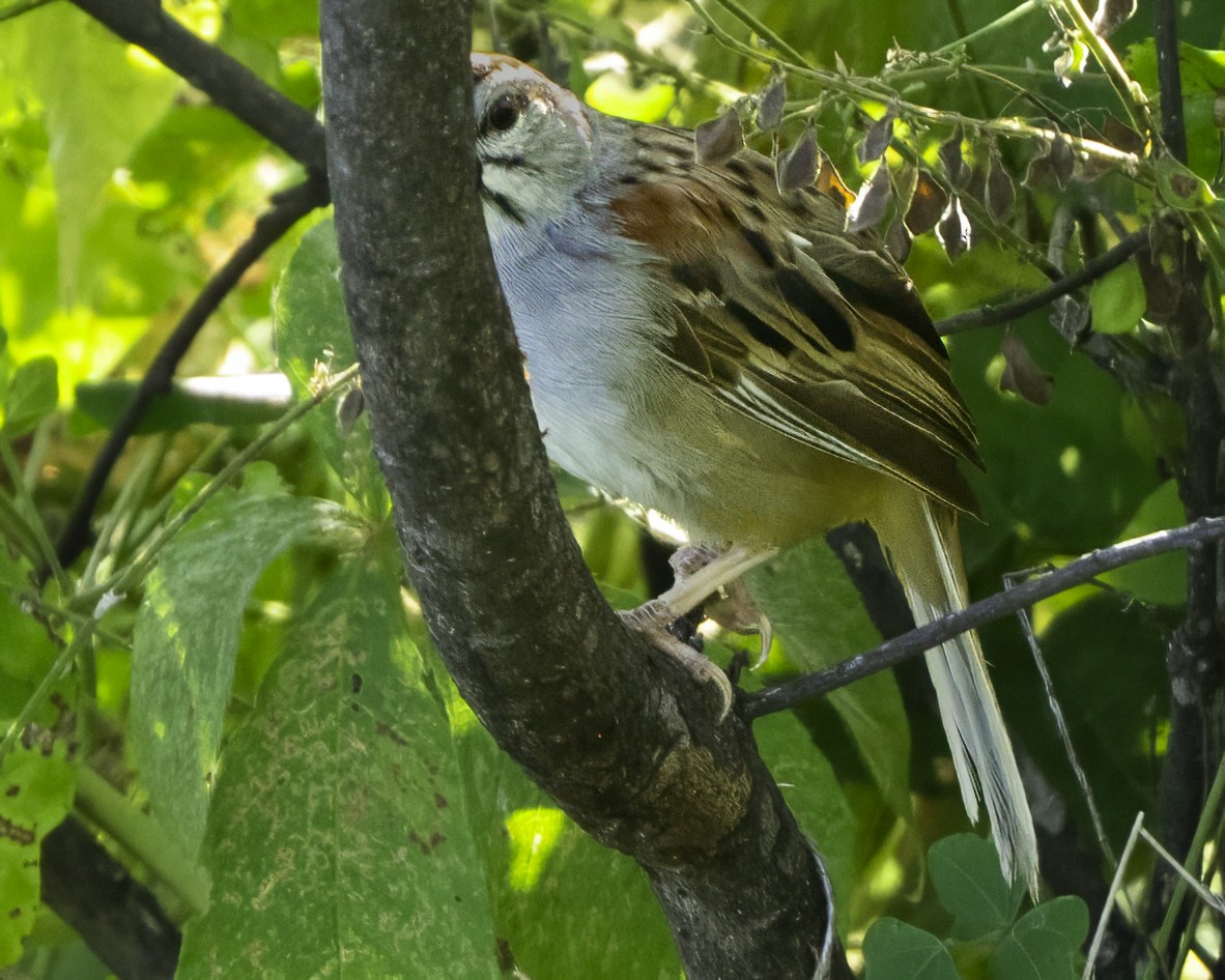 Kıstak Serçesi - ML645613241