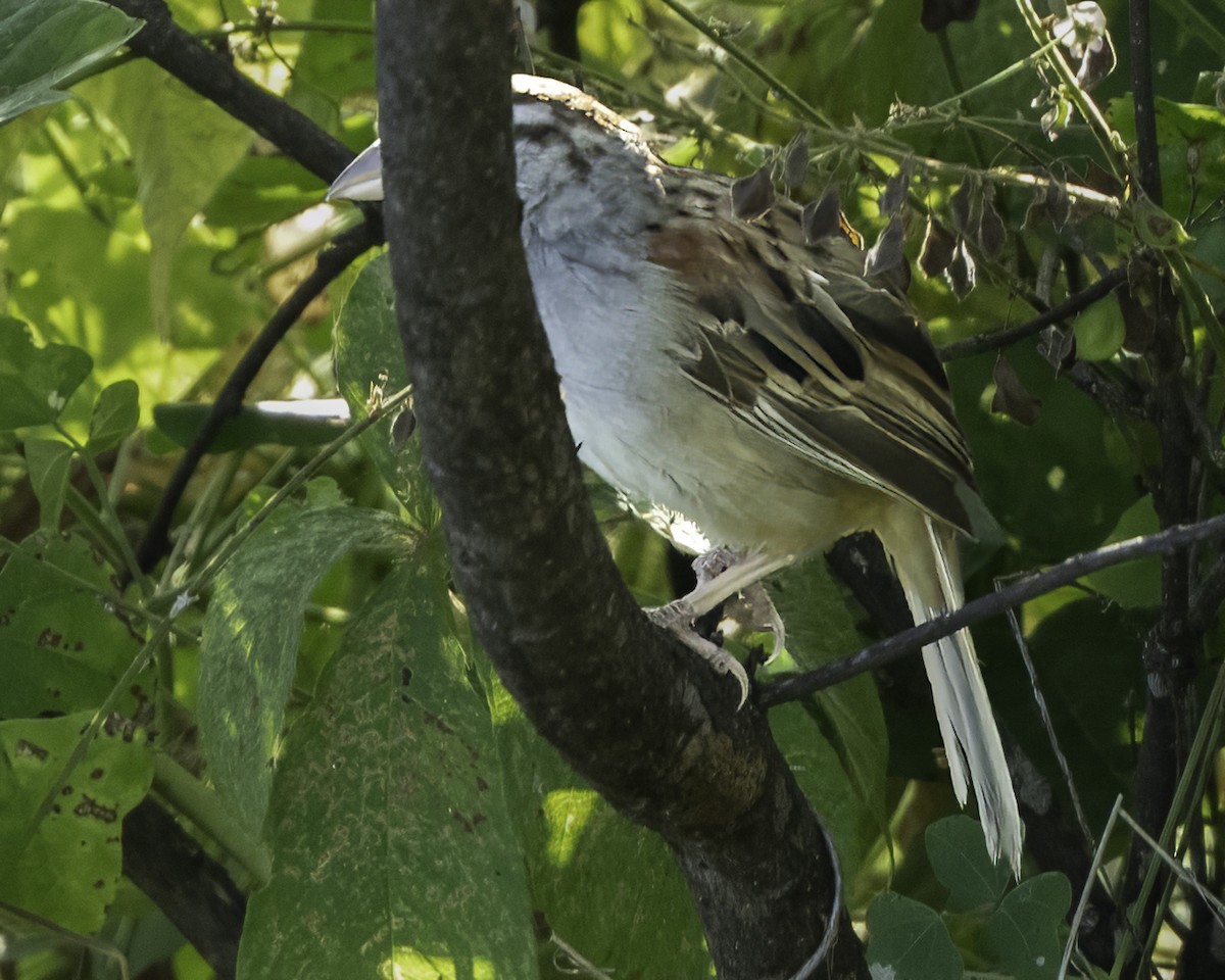 Kıstak Serçesi - ML645613242