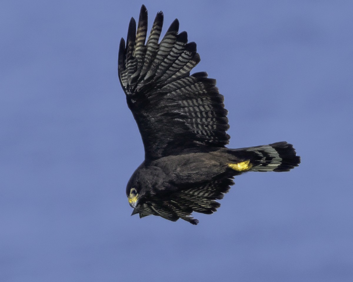 Zone-tailed Hawk - ML645613283