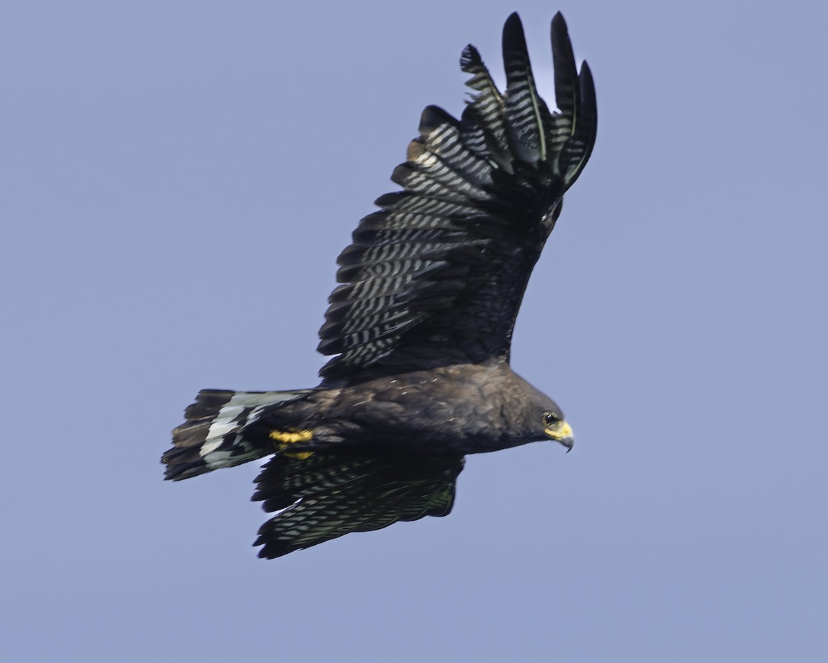 Zone-tailed Hawk - ML645613290