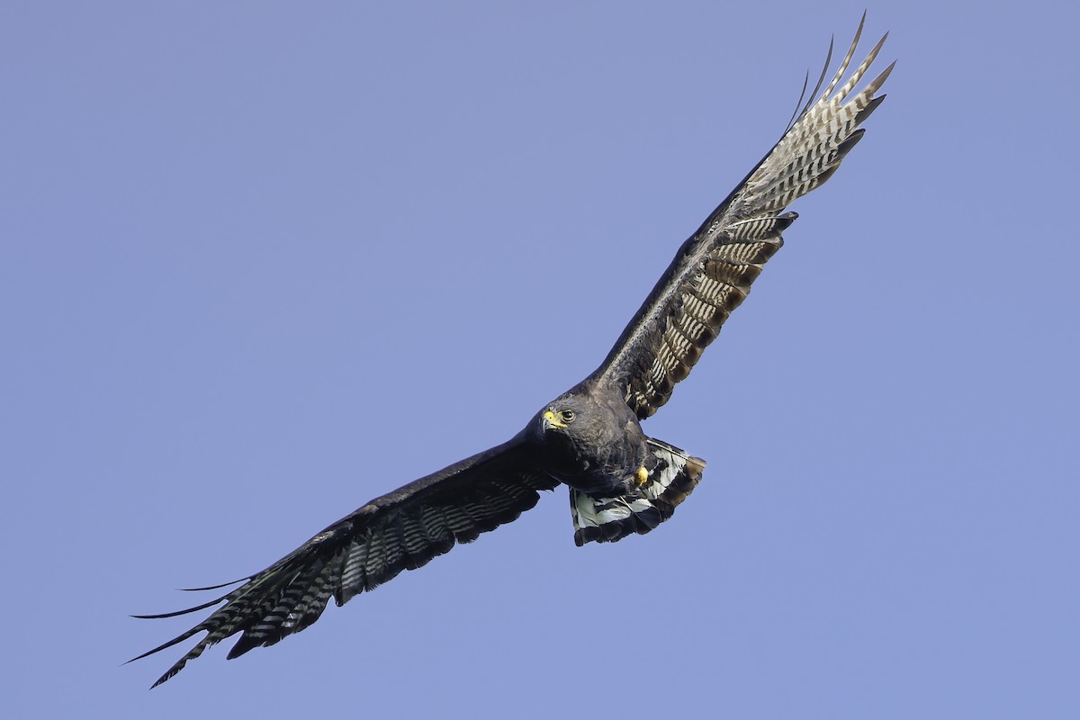 Zone-tailed Hawk - ML645613298