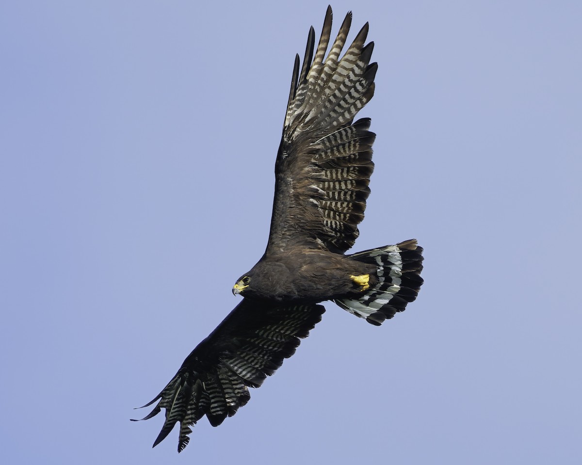 Zone-tailed Hawk - ML645613299