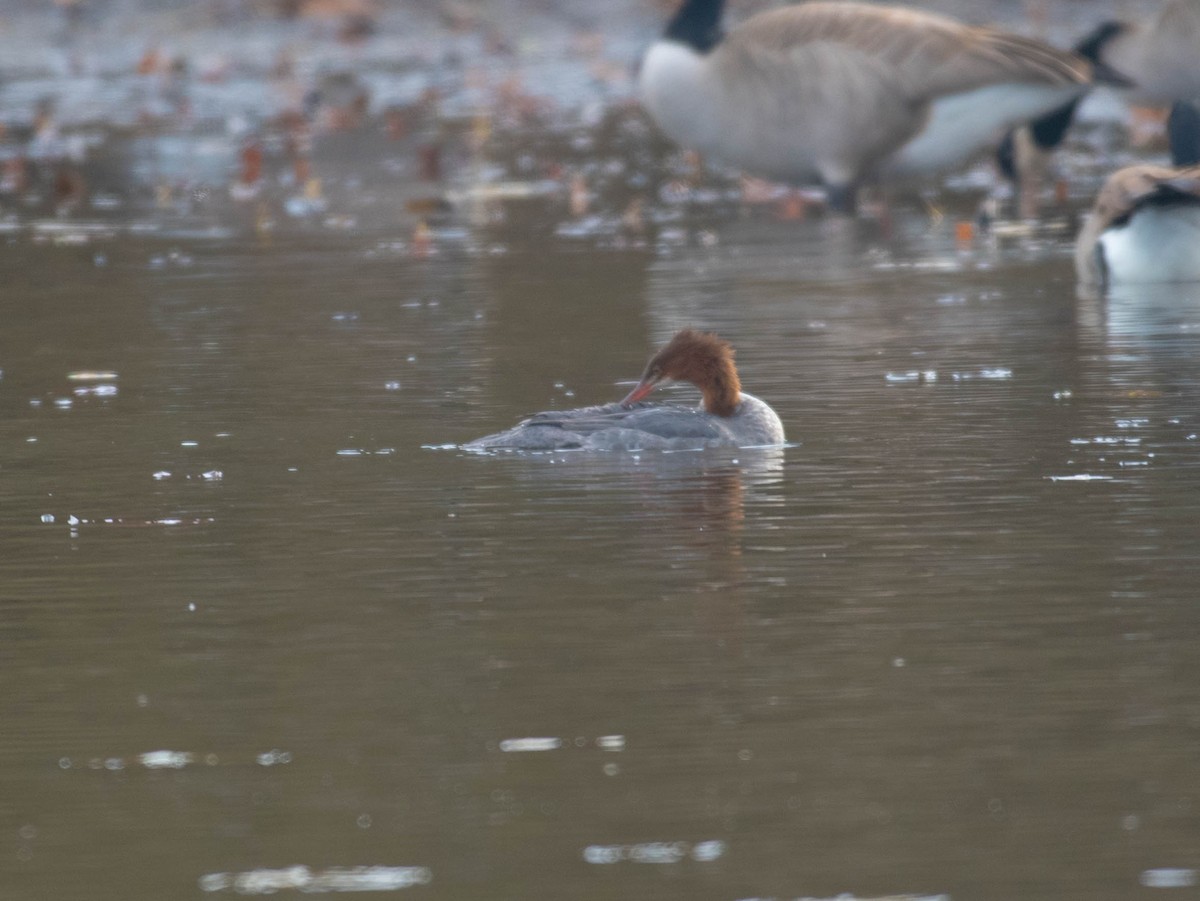 Common Merganser - ML645613302