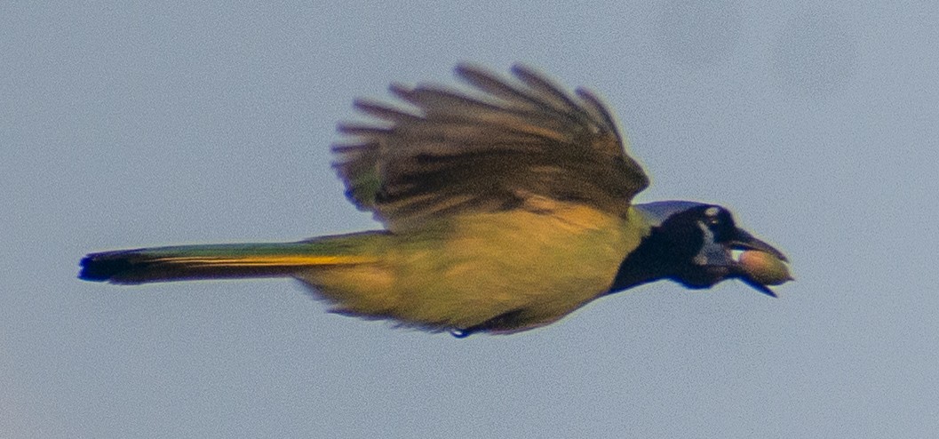 sojka zelenavá - ML645613307