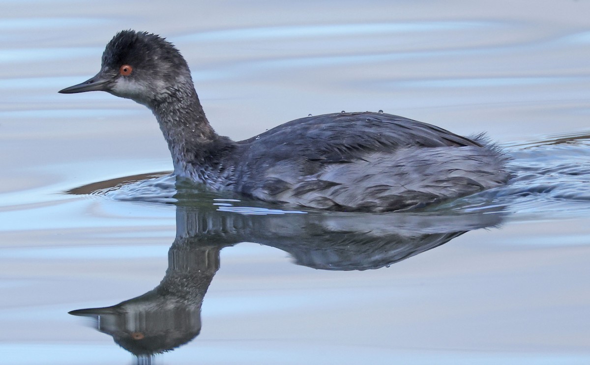 Schwarzhalstaucher - ML645613313