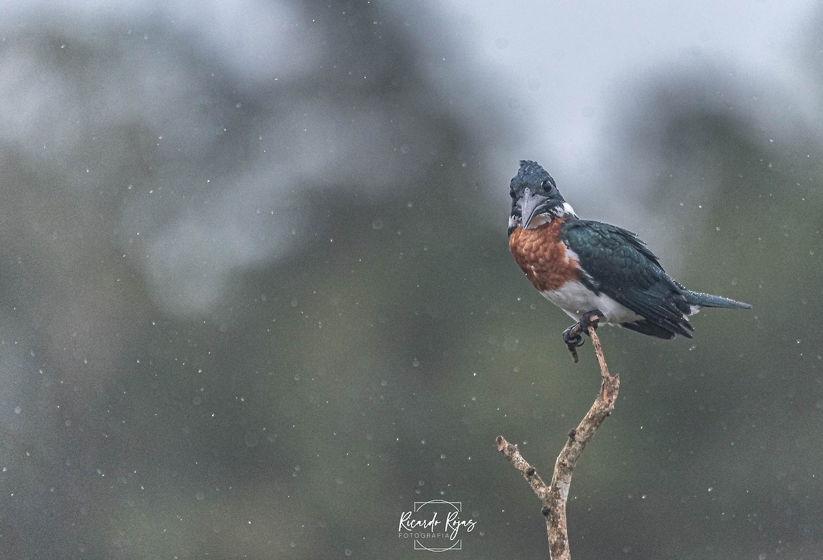 Amazon Kingfisher - ML645613320