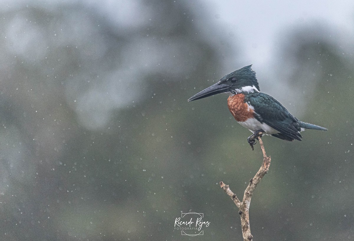 Amazon Kingfisher - ML645613321