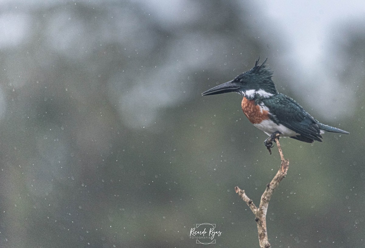 Amazon Kingfisher - ML645613322
