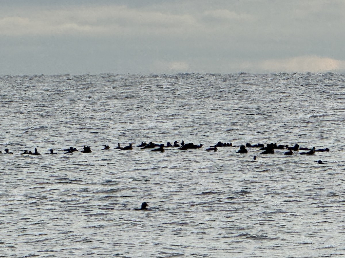 turpan žlutozobý - ML645613332